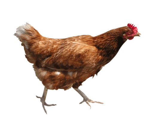 Medium Young Rooster