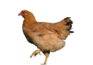 Medium Young Hen