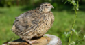 Quail ( with skin )